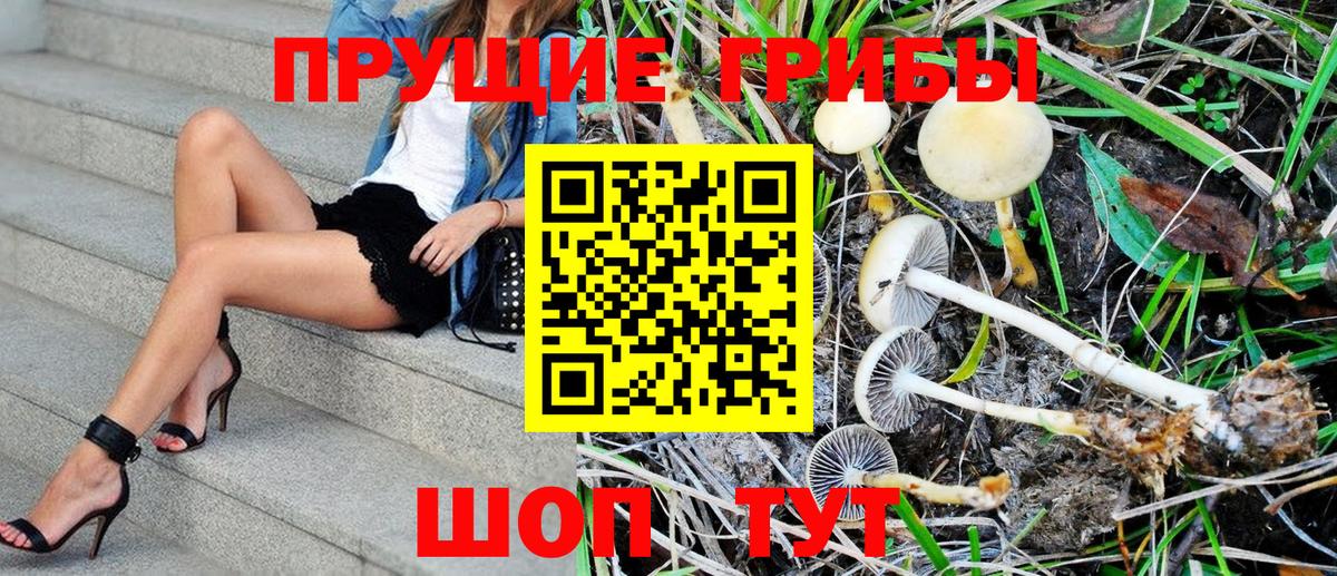 Псилоцибиновые грибы Psilocybe Усть-Лабинск